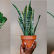 Image for article titled Grounded: This Black-Owned Plant Subscription Business Hopes Its Greenery Can Give Us Some Peace of Mind